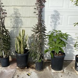 Plant For Sale