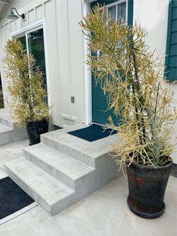 Fire Stick Plants