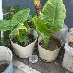 Elephant Ear Plants 