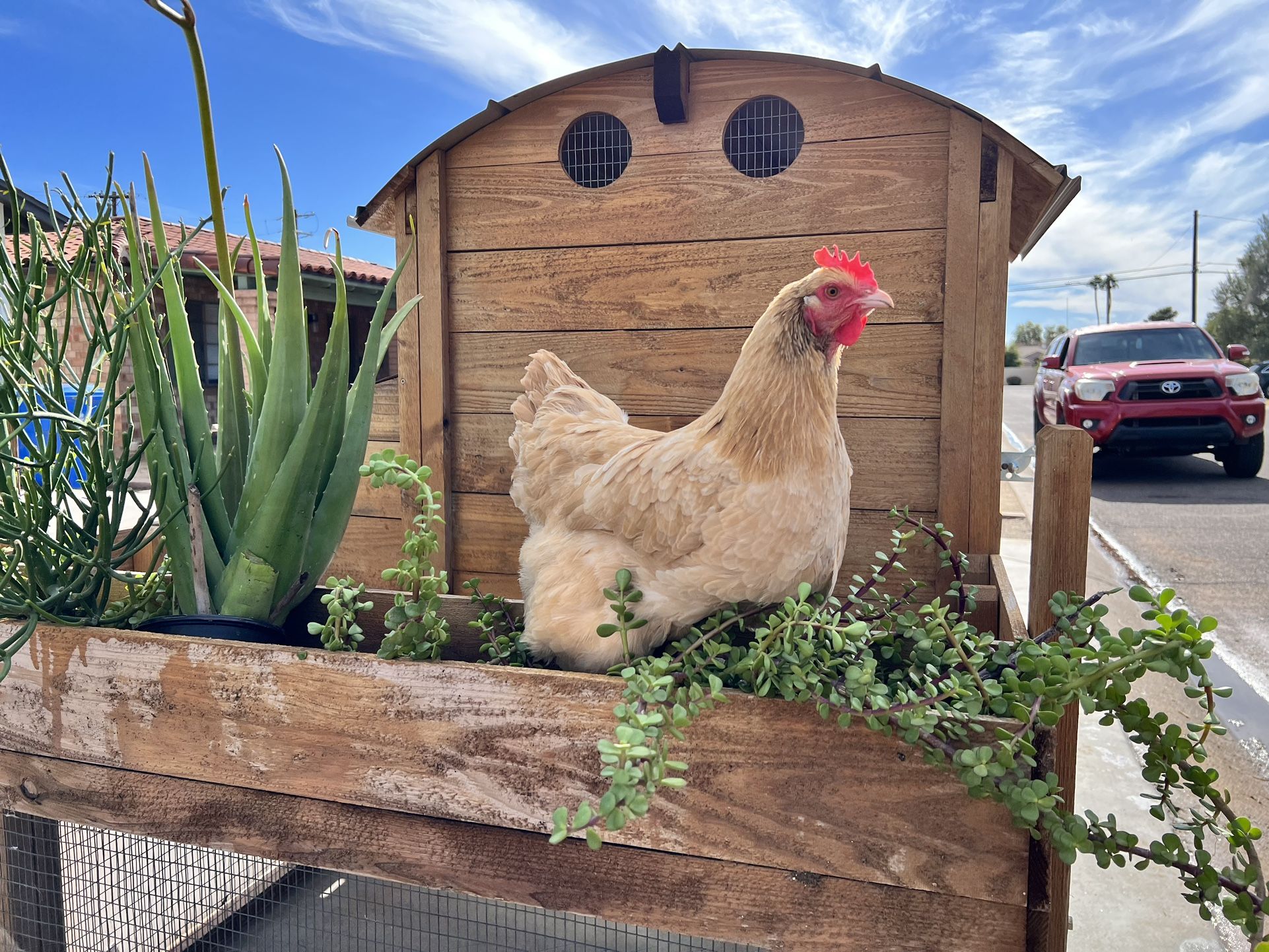 Roost & Root Chicken Coop