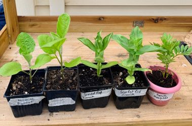 Strong, healthy, and organically grown plants of Happy frog soil