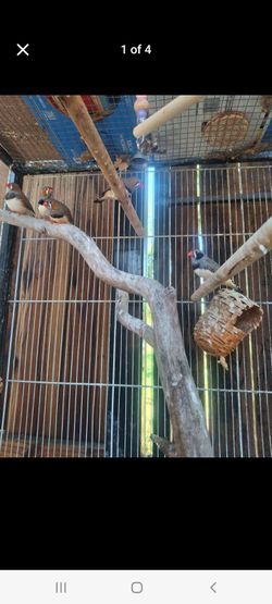 Bird cage