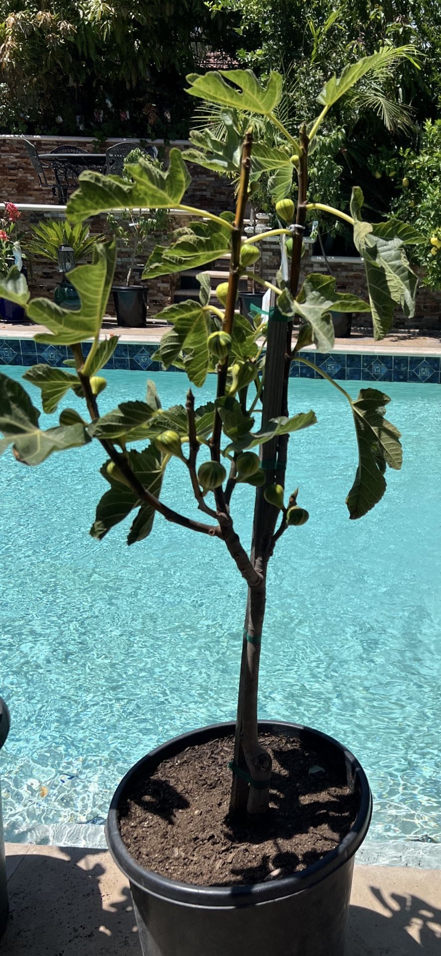 Exotic Panache Fig (15 Gallon/ Fruiting).
