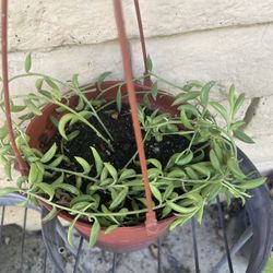 HERMOSAS PLANTAS NATURALES “STRING OF BANANA PLANT 