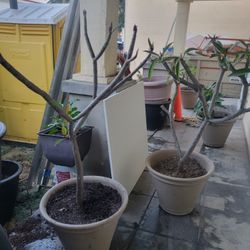 Masetas Con Todo Y Planta