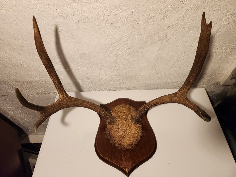 Antlers Decoration