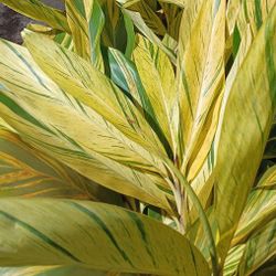 Variegated Shell Ginger 7gl $25🧡🌿