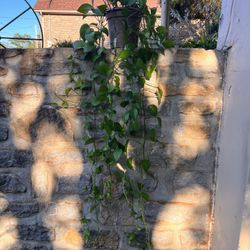 Trailing pothos plant