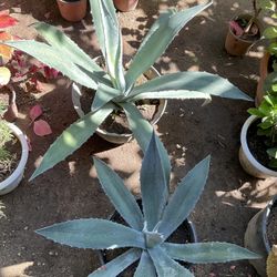 Blue Agave Plant $20