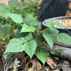 black bean plant 100s of beans TRADES ACCEPTED