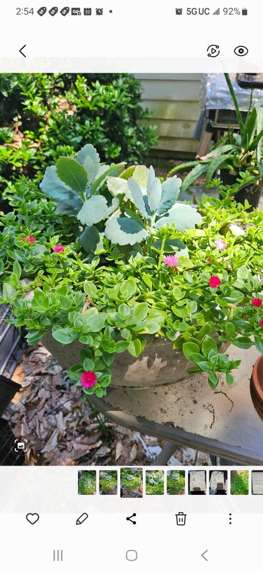 Plant(a Big Flower Pot)