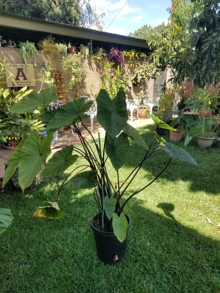 Potted Plant *Blooming as of 9/23/25*