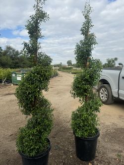 Eugenia Myrtifolia Spiral