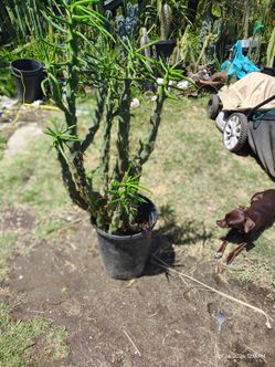 Needle cactus plant