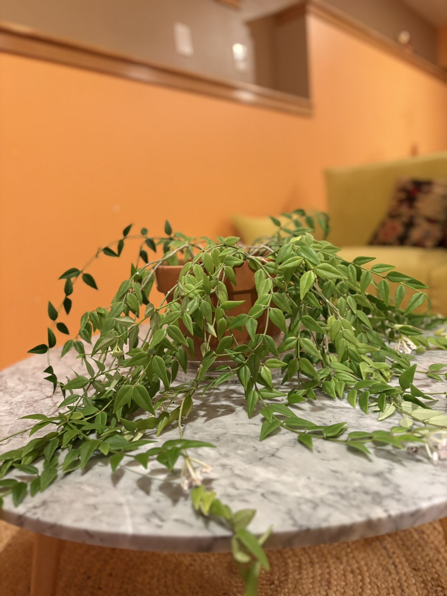 Beautiful Hanging Plant