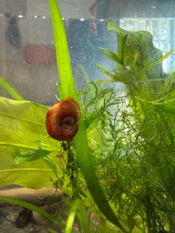 Free Fish tank decorations ramshorn decorations