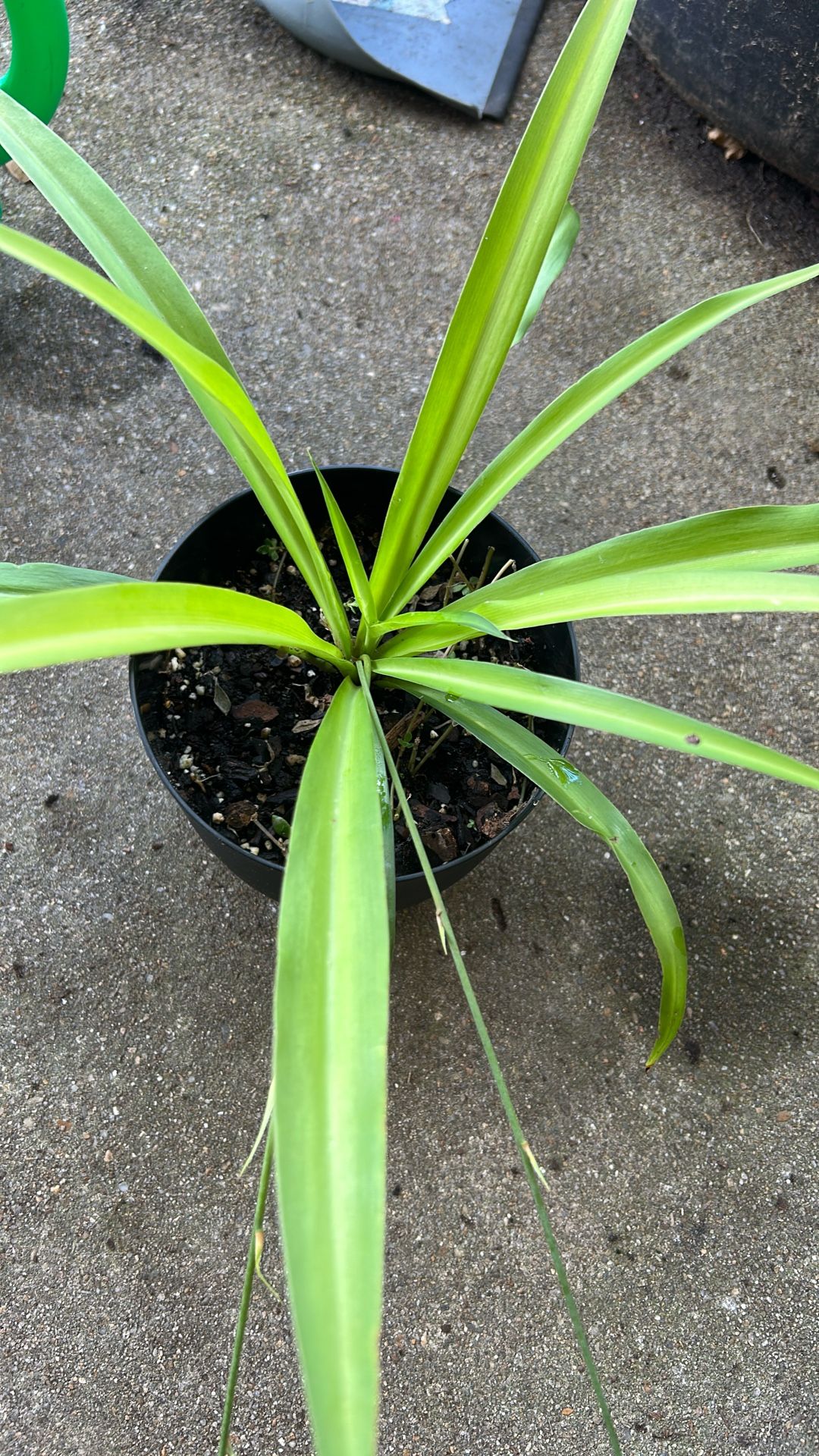 Plants 