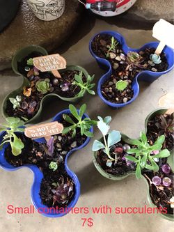 Plants for sale