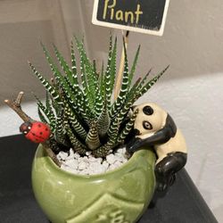 Ceramic Flower pot With panda And live plant