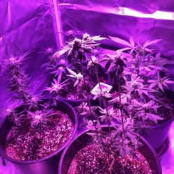 O.B.O Grow Tent 300w LED 