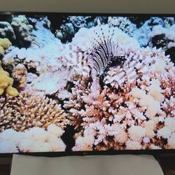 LG 55" TV Class 4K Smart Beautiful Picture Google Alexa 