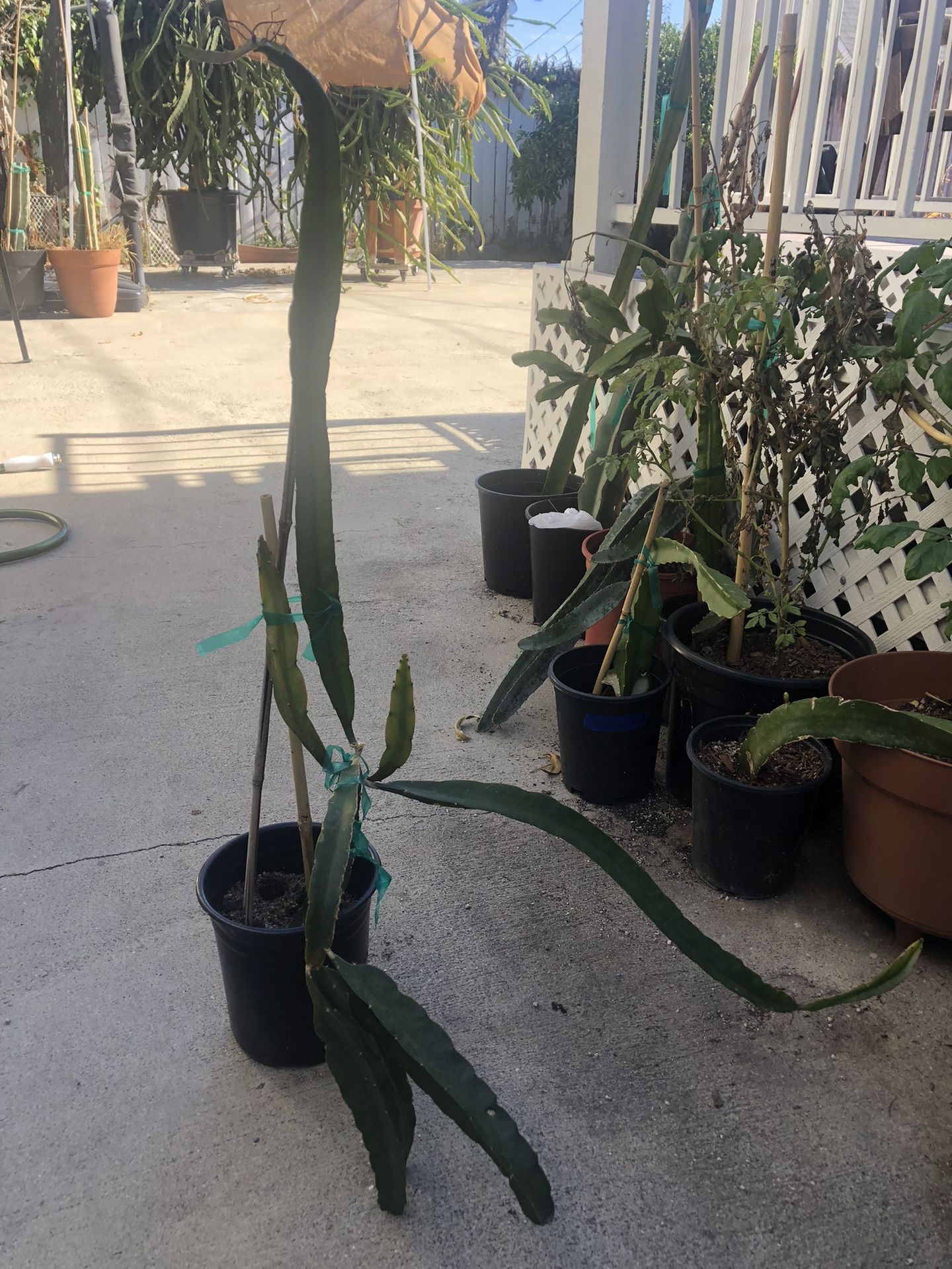 Dragón fruit plant- AX dragon fruit plant variety with branches in pot