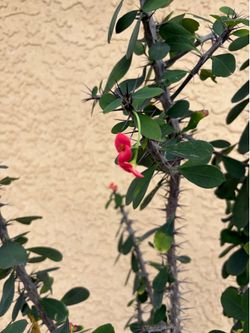 Crown of Thorns plant