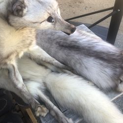 Authentic Fox Shawl