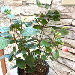 Upright Fuchsia Beautiful Plant Attracts Hummingbirds. 