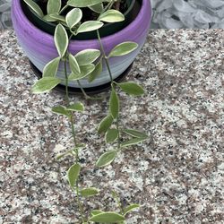 Dischidia nummularia variegata