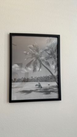Palm tree black and white Framed Wall Art