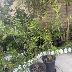 Organic Pomegranate & Fig plants