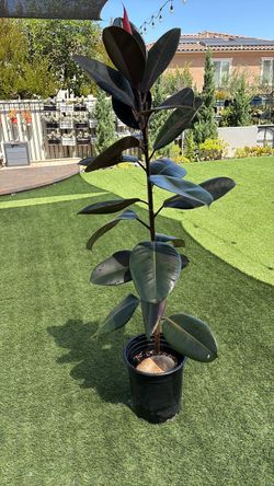 Rubber plant