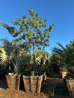 Brazilian pepper tree 36”box