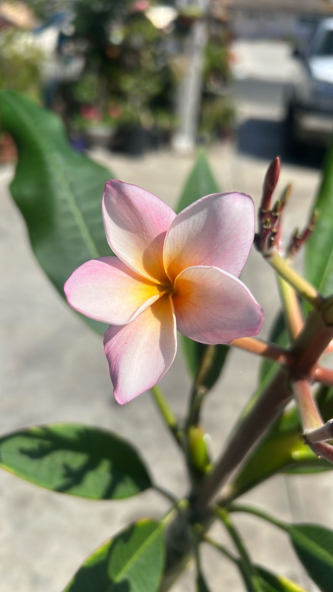 Plumeria Hawaiian tree / plants