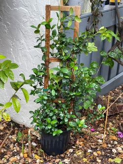 Star, Jasmine, fragrant, flowering vine