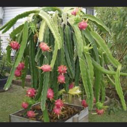 Dragon Fruit Cactus . Live Plant