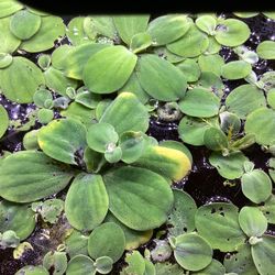 Water lettuce 