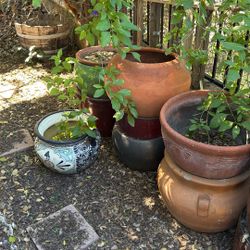 Plants Pots Ceramics And Terra Cotta 16 Pots For 200.00