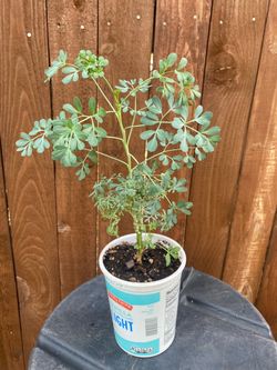 Planta Aromática y Medicinal La Ruda