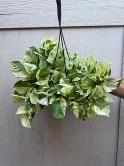 8” mammoth pothos