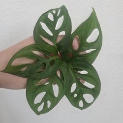 Monstera Adansonii Plant Cuttings