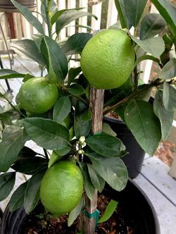 Grafted dwarf bear Persian lime seedless trees😃🌿🌿🌿