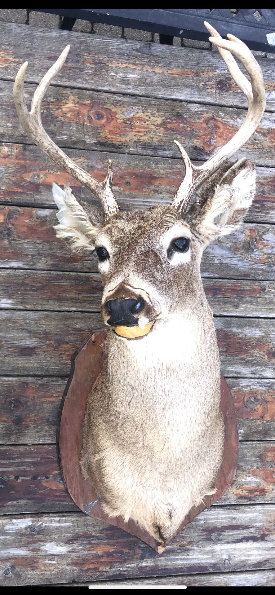 Cabeza De Venado 🦌