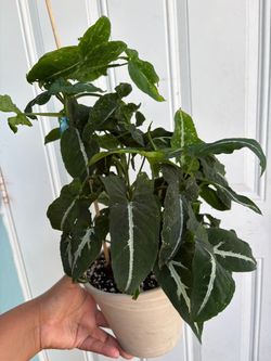 Syngonium Wendlandii