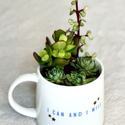 Succulent and plant arrangements!