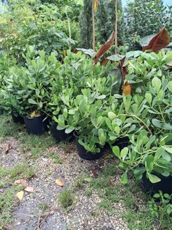 Clusia privacy hedges $13