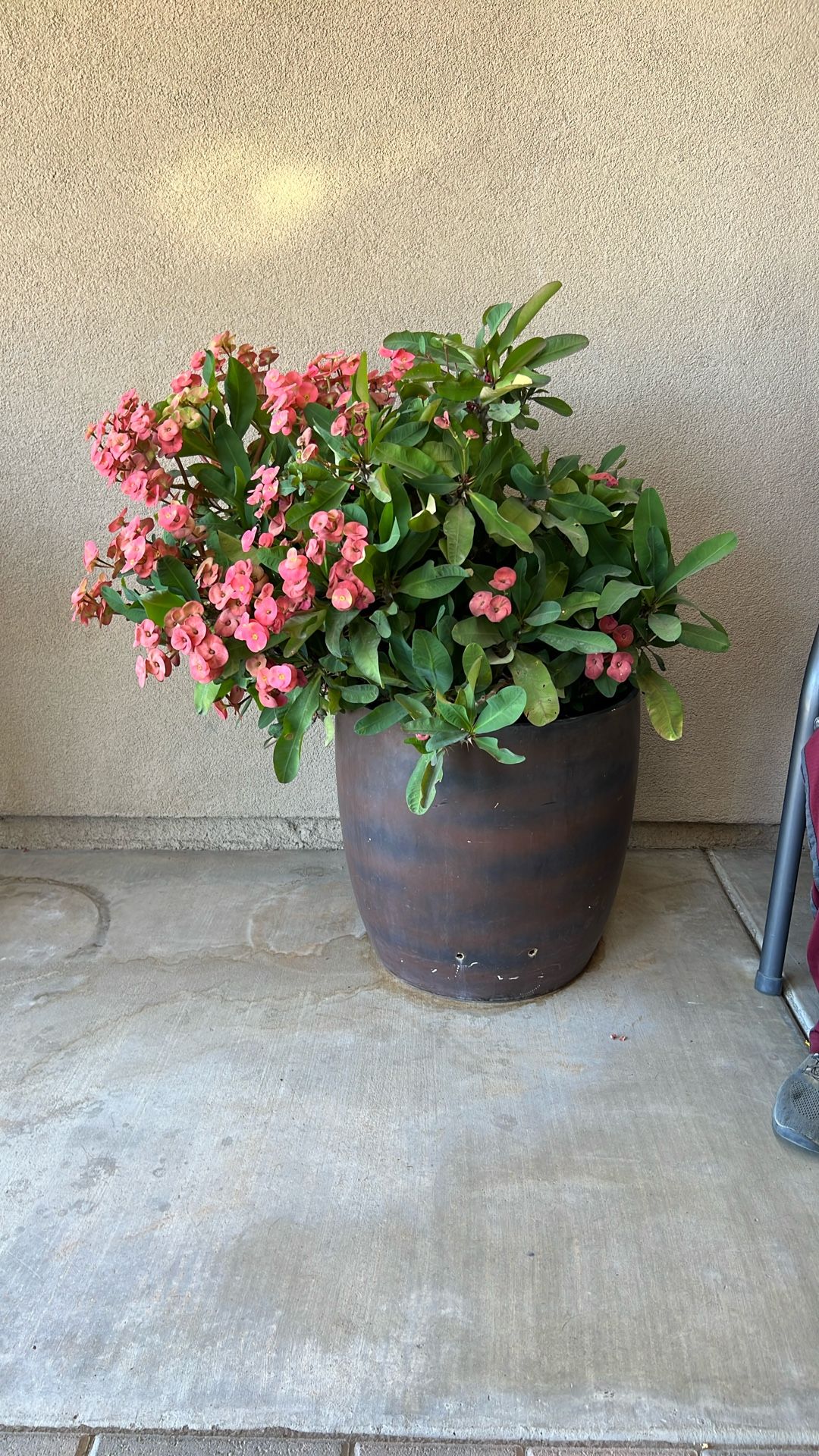 Plant