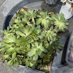 Succulents 