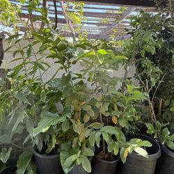 Red guava sapling, 5 feet tall